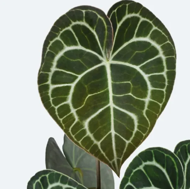 Antúrio-clarinervium