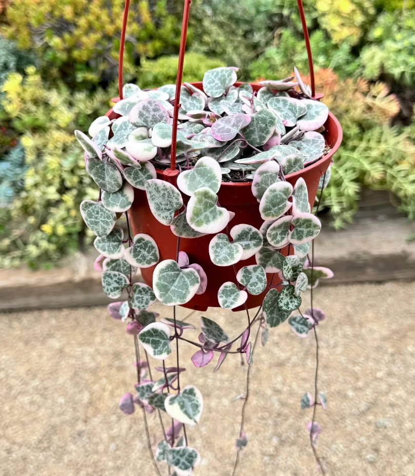 Colar-de-Corações (Ceropegia woodii)