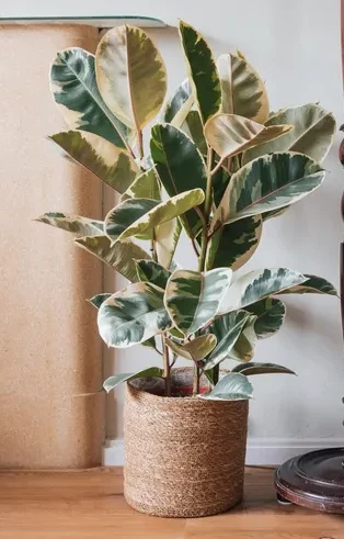 Falsa-Seringueira (Ficus elastica)