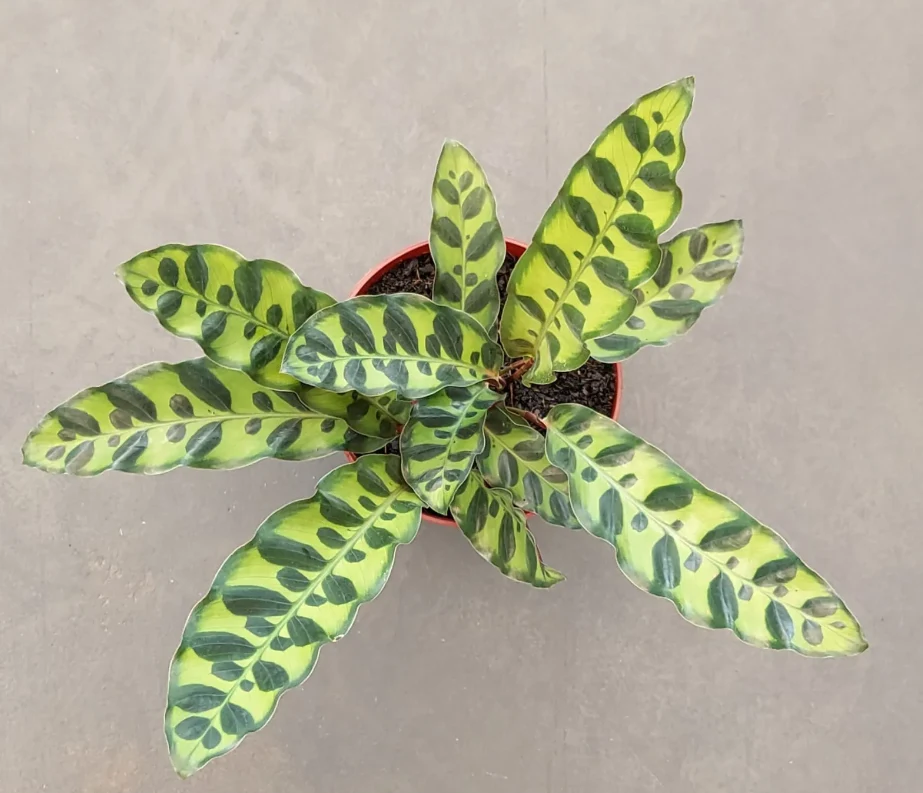 Planta-Cascavel (Calathea lancifolia)