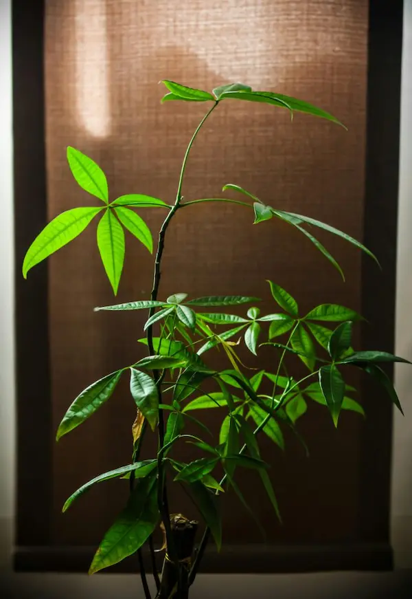 Planta Árvore-da-Fortuna no Feng Shui para atrair riqueza e prosperidade