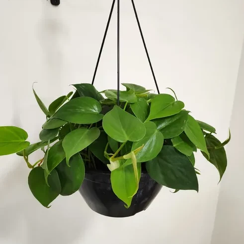 Planta Filodendro com folhas em formato de coração em um quarto aconchegante.