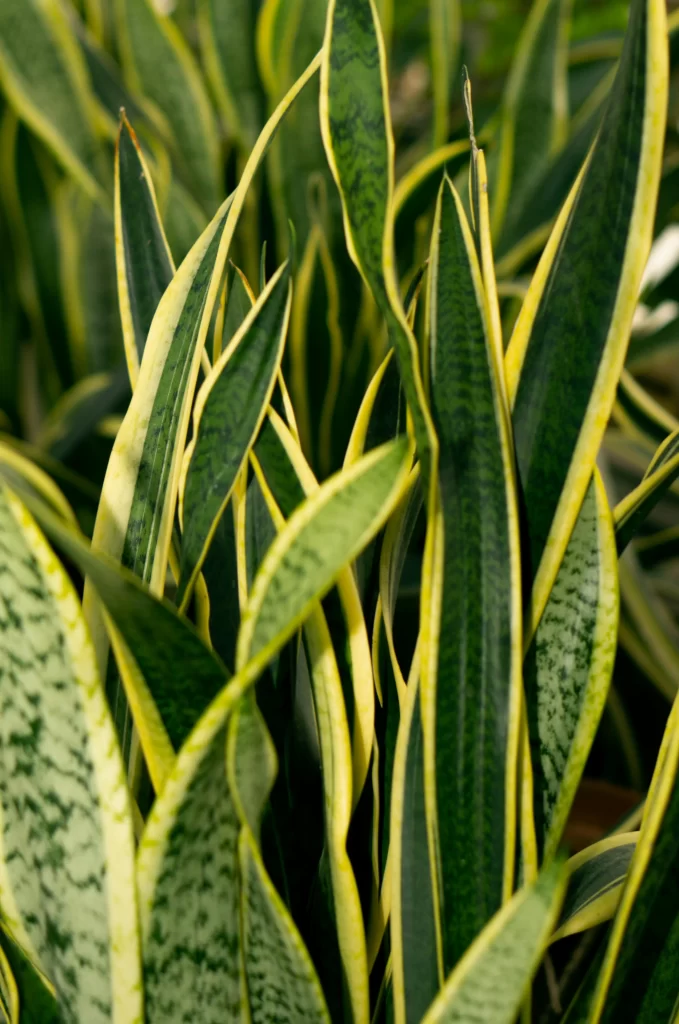 Espada de São Jorge posicionada na entrada para proteção segundo Feng Shui