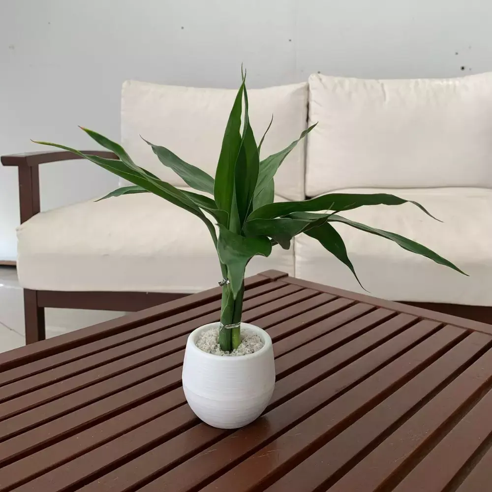bambu da sorte feng shui na decoração para atrair prosperidade