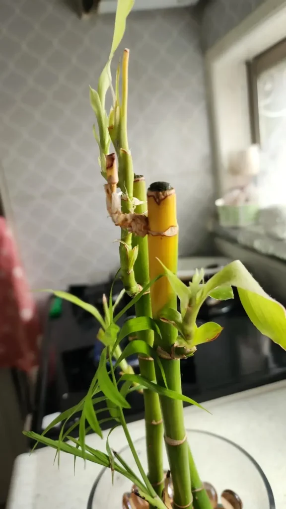 bambu da sorte folhas amarelas solução feng shui